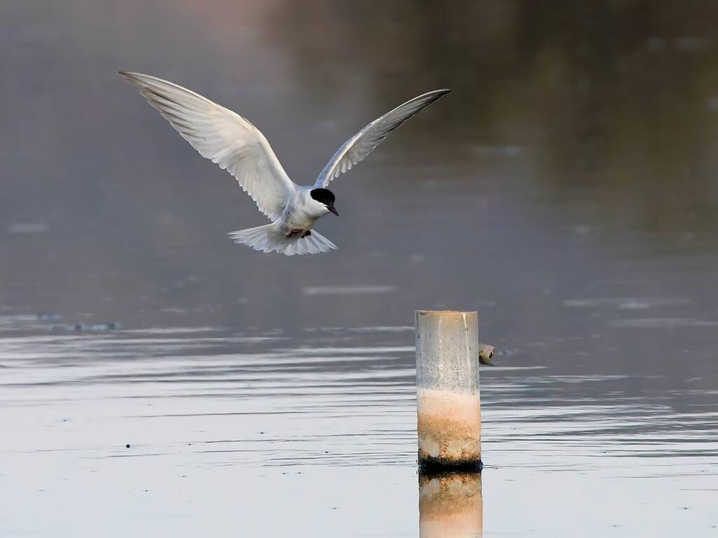 Whiskered Tern (Chlidonias hybrida), Alice Springs Sewage Ponds © Dorothy Latimer