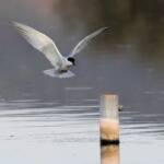 Whiskered Tern (Chlidonias hybrida), Alice Springs Sewage Ponds © Dorothy Latimer