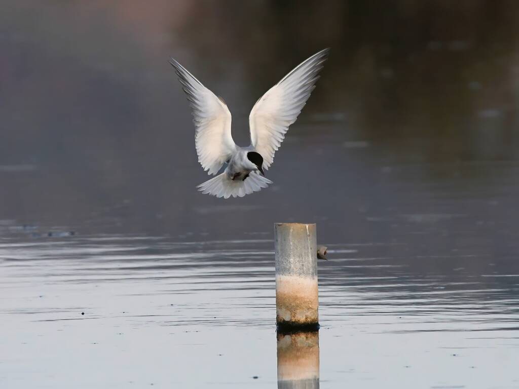 Whiskered Tern (Chlidonias hybrida), Alice Springs Sewage Ponds © Dorothy Latimer