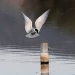 Whiskered Tern (Chlidonias hybrida), Alice Springs Sewage Ponds © Dorothy Latimer