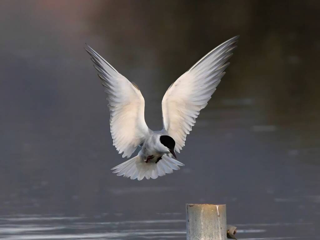 Whiskered Tern (Chlidonias hybrida), Alice Springs Sewage Ponds © Dorothy Latimer
