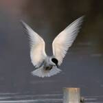 Whiskered Tern (Chlidonias hybrida), Alice Springs Sewage Ponds © Dorothy Latimer