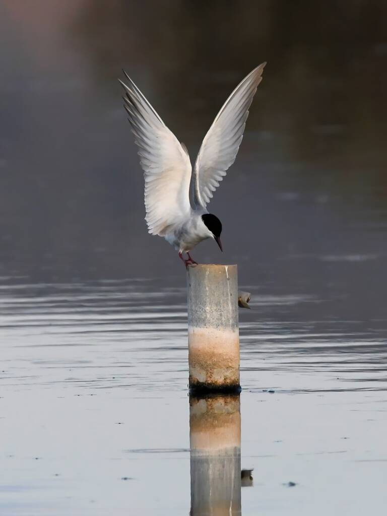Whiskered Tern (Chlidonias hybrida), Alice Springs Sewage Ponds © Dorothy Latimer