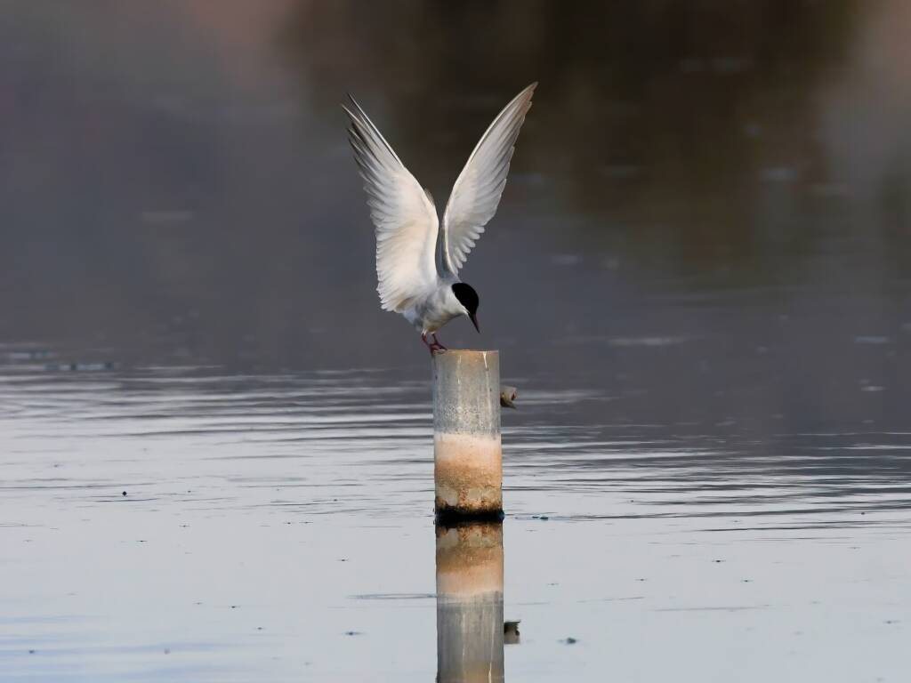 Whiskered Tern (Chlidonias hybrida), Alice Springs Sewage Ponds © Dorothy Latimer