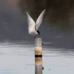 Whiskered Tern (Chlidonias hybrida), Alice Springs Sewage Ponds © Dorothy Latimer
