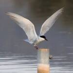 Whiskered Tern (Chlidonias hybrida), Alice Springs Sewage Ponds © Dorothy Latimer