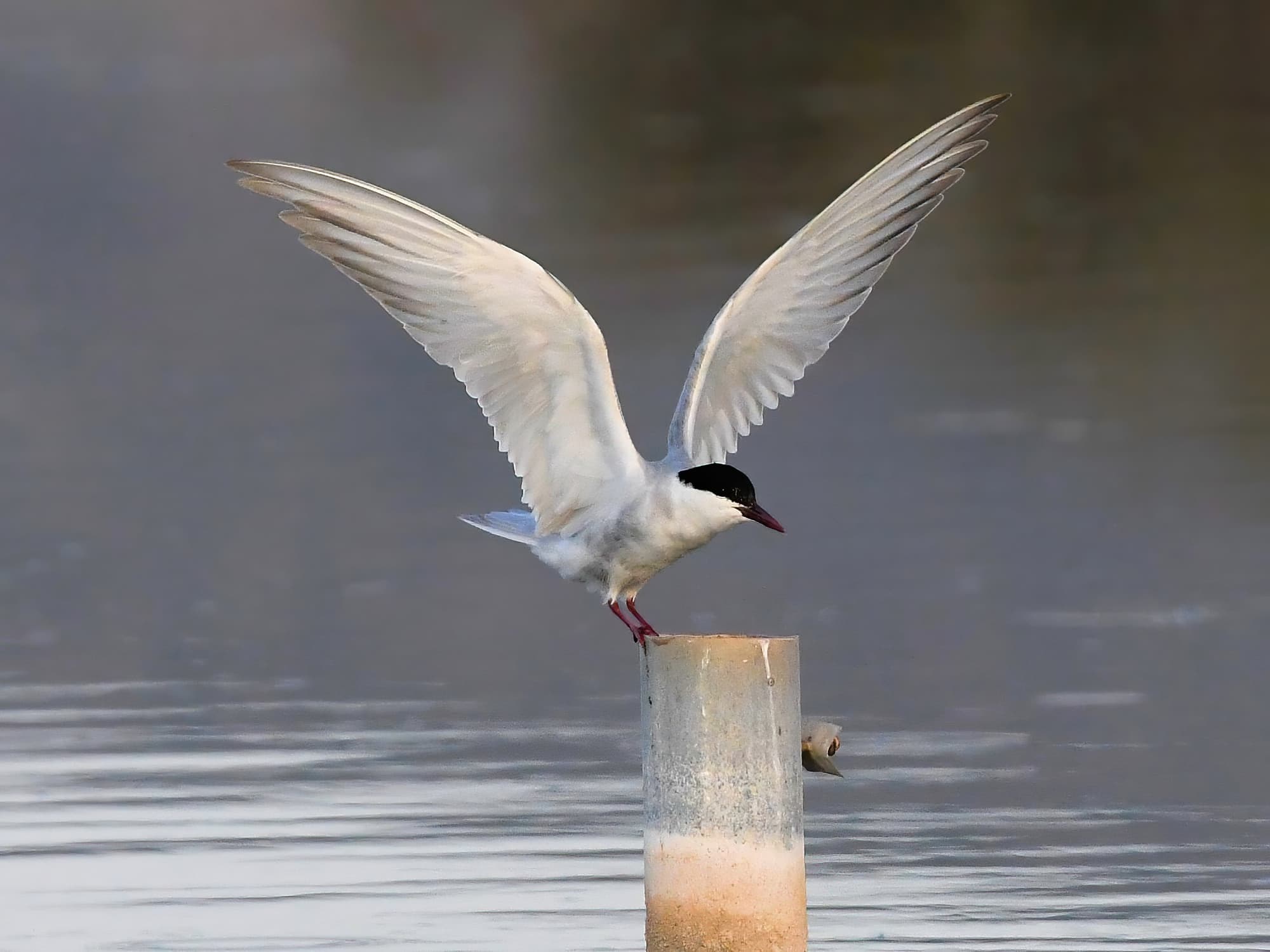 Whiskered Tern (Chlidonias hybrida), Alice Springs Sewage Ponds © Dorothy Latimer