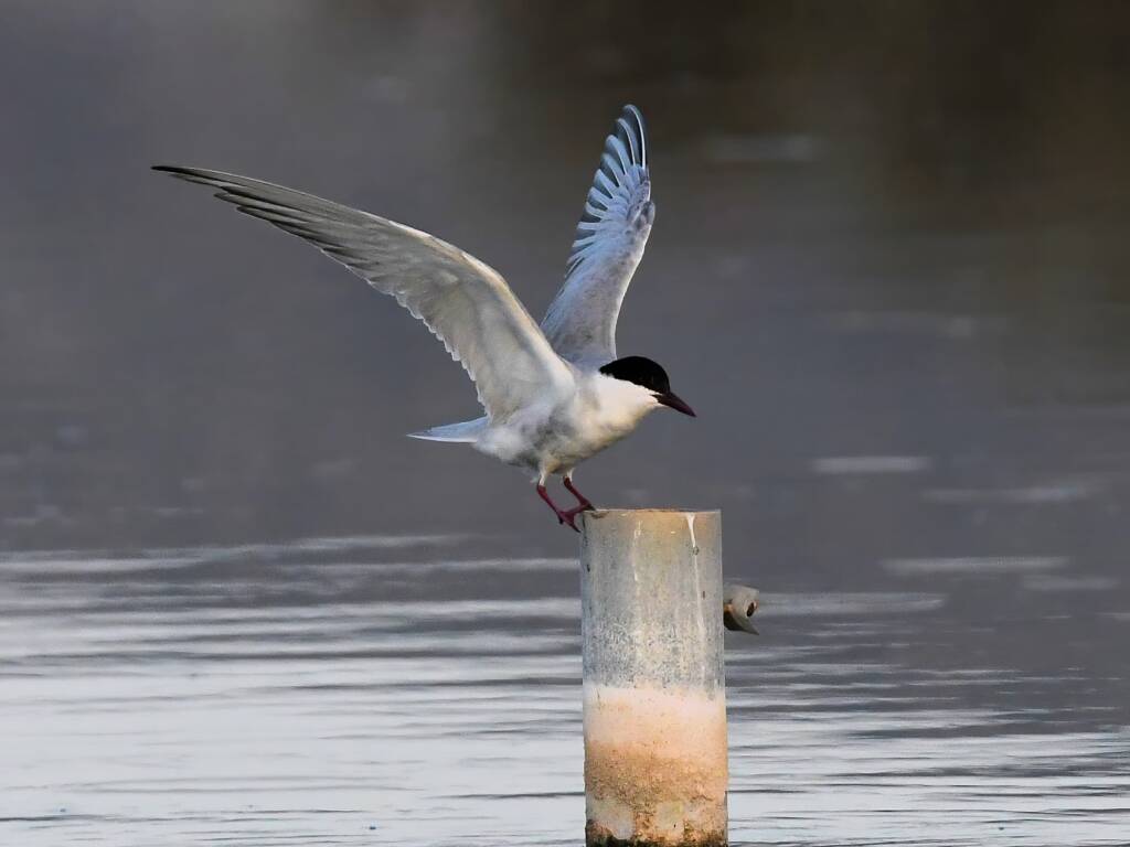 Whiskered Tern (Chlidonias hybrida), Alice Springs Sewage Ponds © Dorothy Latimer