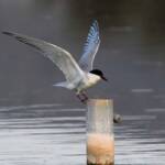 Whiskered Tern (Chlidonias hybrida), Alice Springs Sewage Ponds © Dorothy Latimer