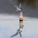 Whiskered Tern (Chlidonias hybrida), Alice Springs Sewage Ponds © Dorothy Latimer