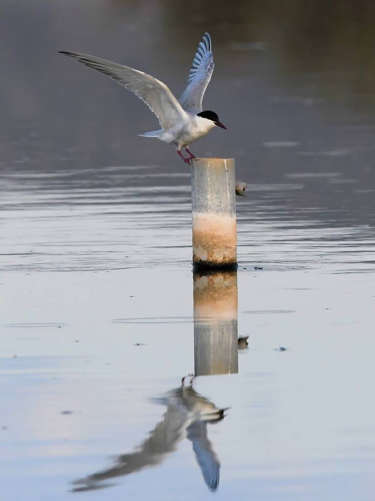Whiskered Tern (Chlidonias hybrida), Alice Springs Sewage Ponds © Dorothy Latimer