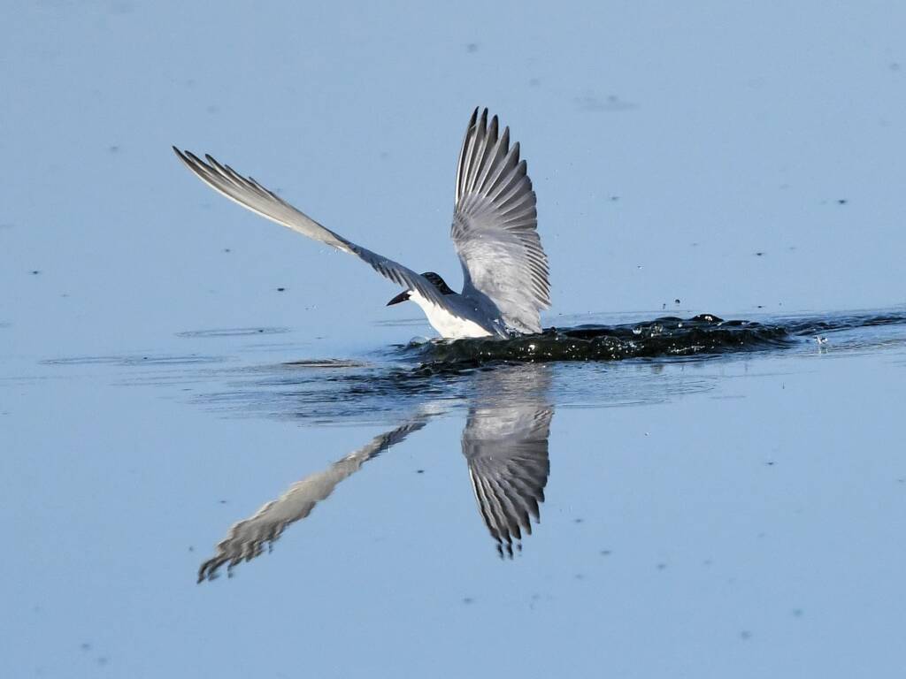 Whiskered Tern (Chlidonias hybrida), Alice Springs Sewage Ponds © Dorothy Latimer