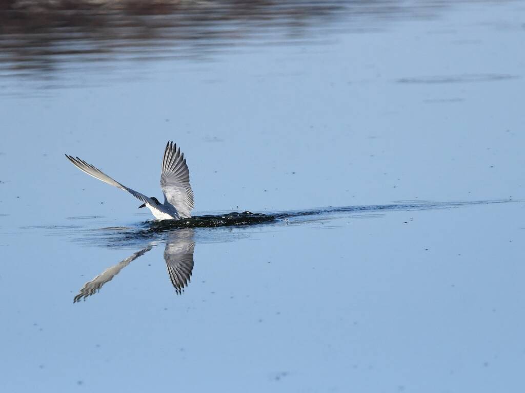 Whiskered Tern (Chlidonias hybrida), Alice Springs Sewage Ponds © Dorothy Latimer