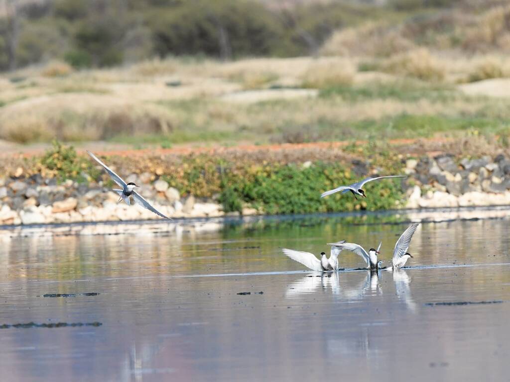 Whiskered Tern (Chlidonias hybrida), Alice Springs Sewage Ponds © Dorothy Latimer