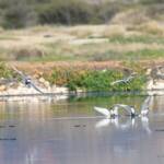 Whiskered Tern (Chlidonias hybrida), Alice Springs Sewage Ponds © Dorothy Latimer