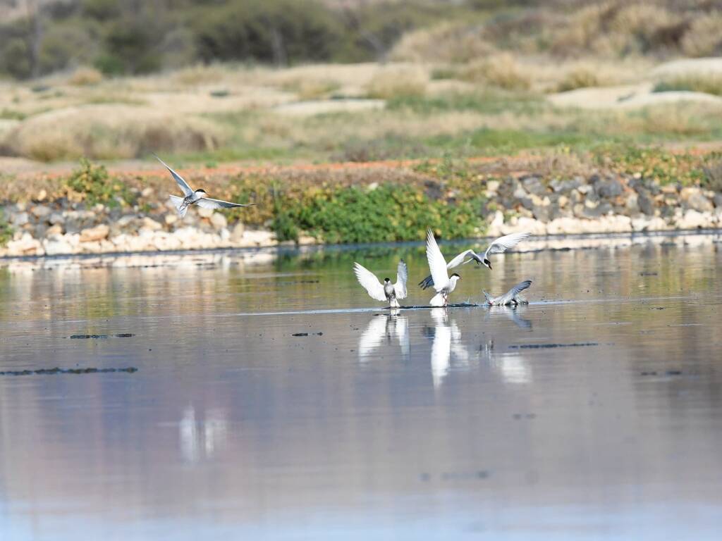 Whiskered Tern (Chlidonias hybrida), Alice Springs Sewage Ponds © Dorothy Latimer
