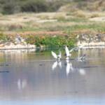 Whiskered Tern (Chlidonias hybrida), Alice Springs Sewage Ponds © Dorothy Latimer