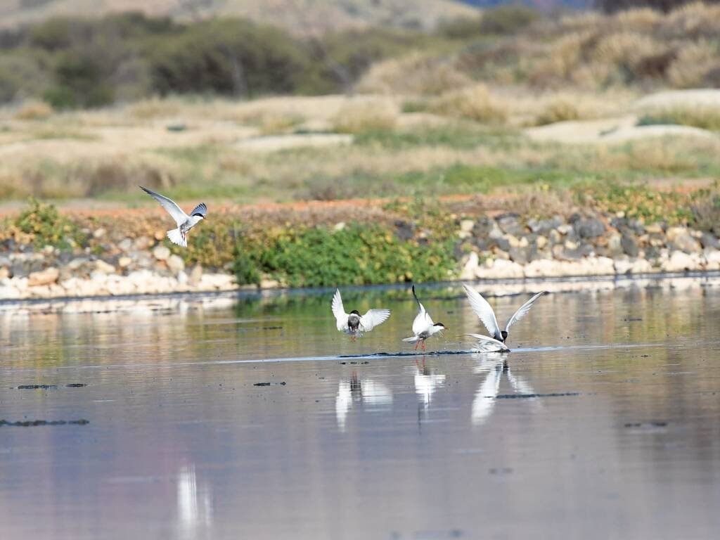Whiskered Tern (Chlidonias hybrida), Alice Springs Sewage Ponds © Dorothy Latimer