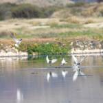 Whiskered Tern (Chlidonias hybrida), Alice Springs Sewage Ponds © Dorothy Latimer
