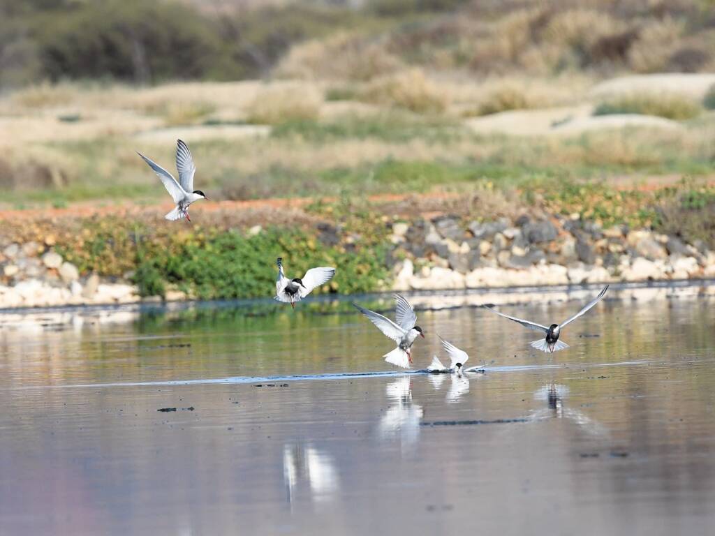 Whiskered Tern (Chlidonias hybrida), Alice Springs Sewage Ponds © Dorothy Latimer