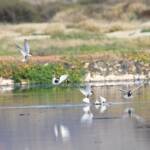 Whiskered Tern (Chlidonias hybrida), Alice Springs Sewage Ponds © Dorothy Latimer