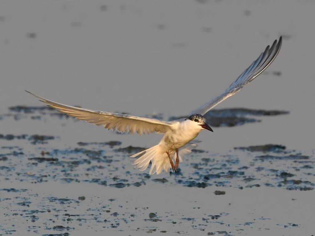 Whiskered Tern (Chlidonias hybrida), Alice Springs Sewage Ponds © Dorothy Latimer