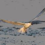 Whiskered Tern (Chlidonias hybrida), Alice Springs Sewage Ponds © Dorothy Latimer