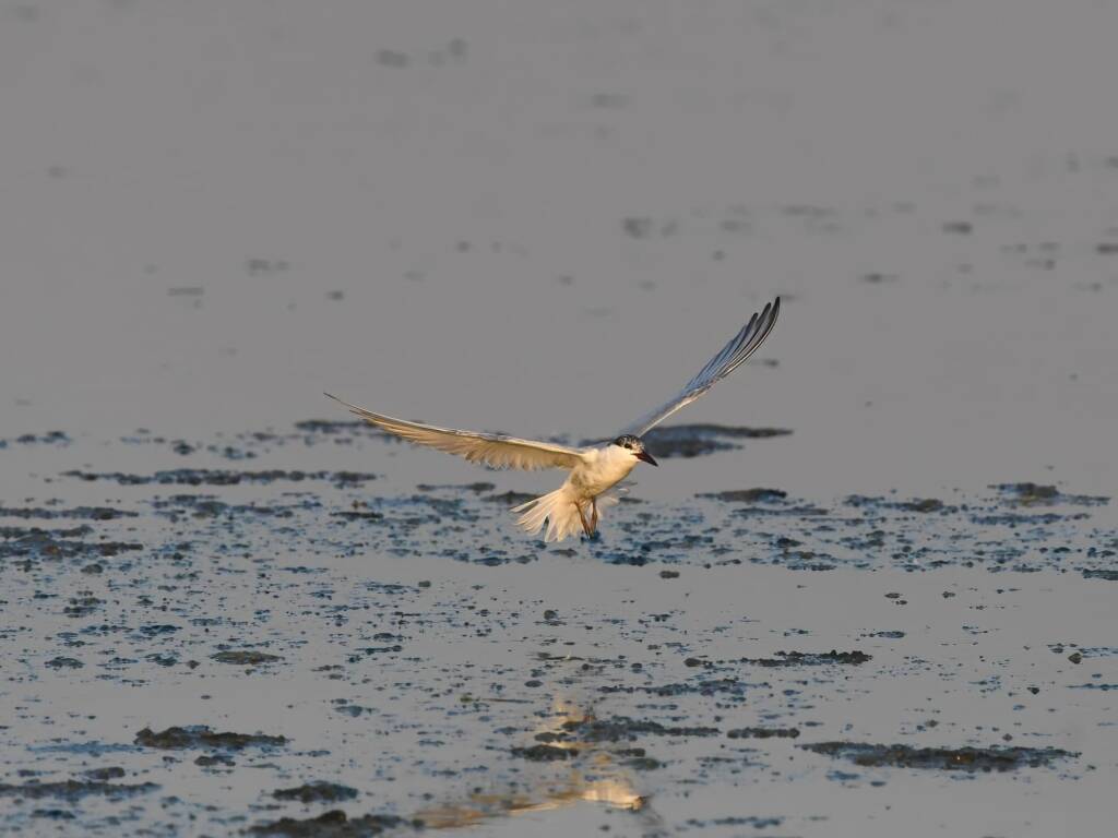 Whiskered Tern (Chlidonias hybrida), Alice Springs Sewage Ponds © Dorothy Latimer