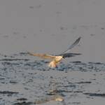 Whiskered Tern (Chlidonias hybrida), Alice Springs Sewage Ponds © Dorothy Latimer