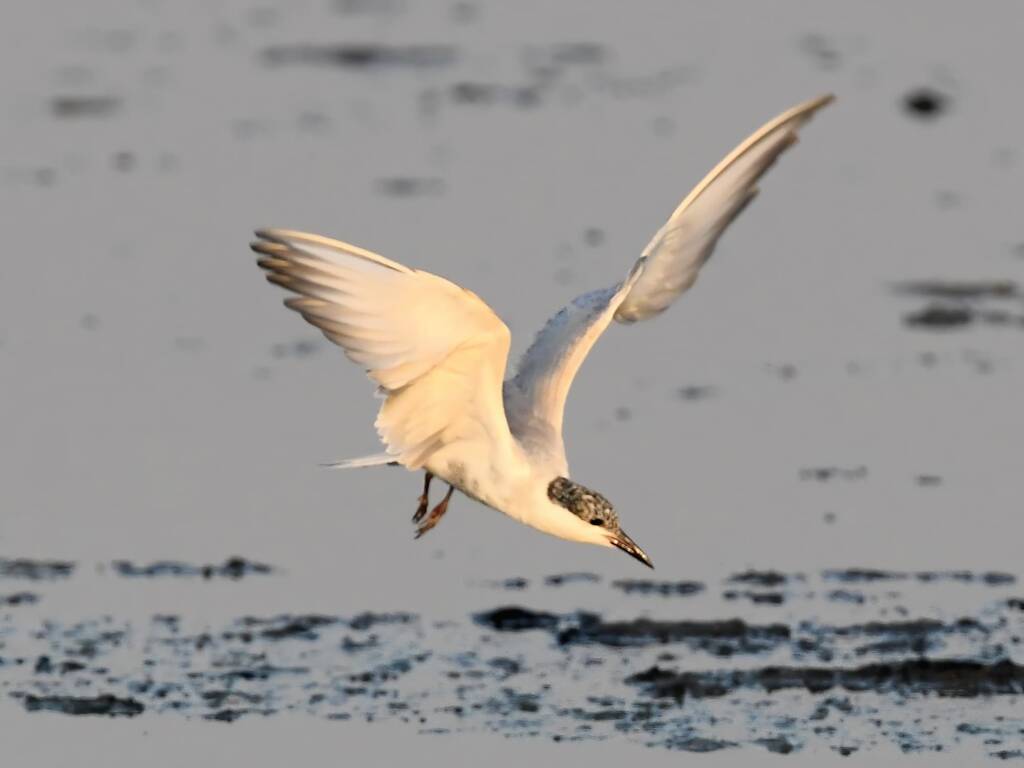 Whiskered Tern (Chlidonias hybrida), Alice Springs Sewage Ponds © Dorothy Latimer