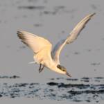 Whiskered Tern (Chlidonias hybrida), Alice Springs Sewage Ponds © Dorothy Latimer