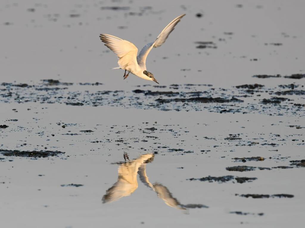 Whiskered Tern (Chlidonias hybrida), Alice Springs Sewage Ponds © Dorothy Latimer