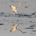 Whiskered Tern (Chlidonias hybrida), Alice Springs Sewage Ponds © Dorothy Latimer