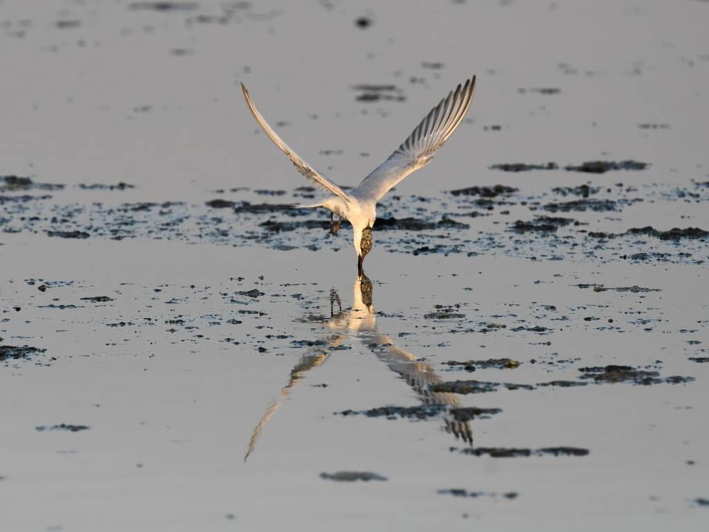 Whiskered Tern (Chlidonias hybrida), Alice Springs Sewage Ponds © Dorothy Latimer