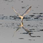 Whiskered Tern (Chlidonias hybrida), Alice Springs Sewage Ponds © Dorothy Latimer