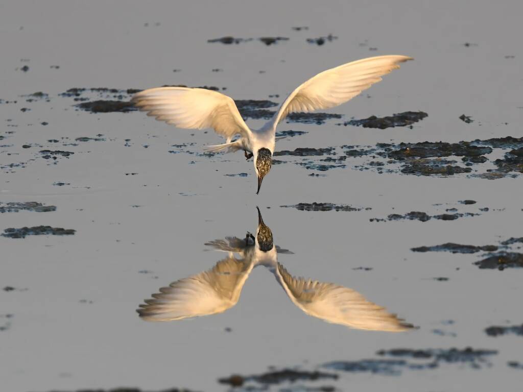 Whiskered Tern (Chlidonias hybrida), Alice Springs Sewage Ponds © Dorothy Latimer