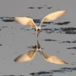 Whiskered Tern (Chlidonias hybrida), Alice Springs Sewage Ponds © Dorothy Latimer