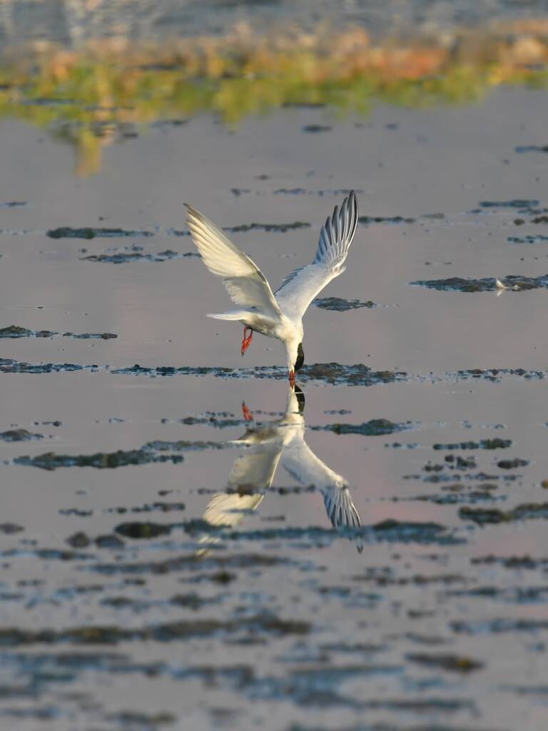 Whiskered Tern (Chlidonias hybrida), Alice Springs Sewage Ponds © Dorothy Latimer