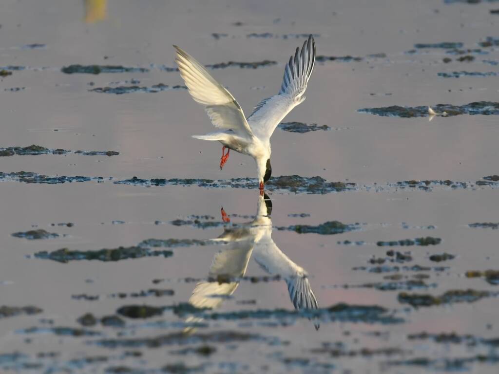 Whiskered Tern (Chlidonias hybrida), Alice Springs Sewage Ponds © Dorothy Latimer