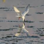 Whiskered Tern (Chlidonias hybrida), Alice Springs Sewage Ponds © Dorothy Latimer
