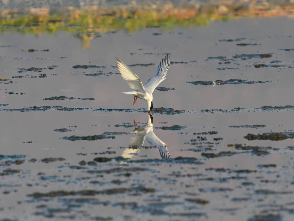 Whiskered Tern (Chlidonias hybrida), Alice Springs Sewage Ponds © Dorothy Latimer