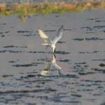 Whiskered Tern (Chlidonias hybrida), Alice Springs Sewage Ponds © Dorothy Latimer