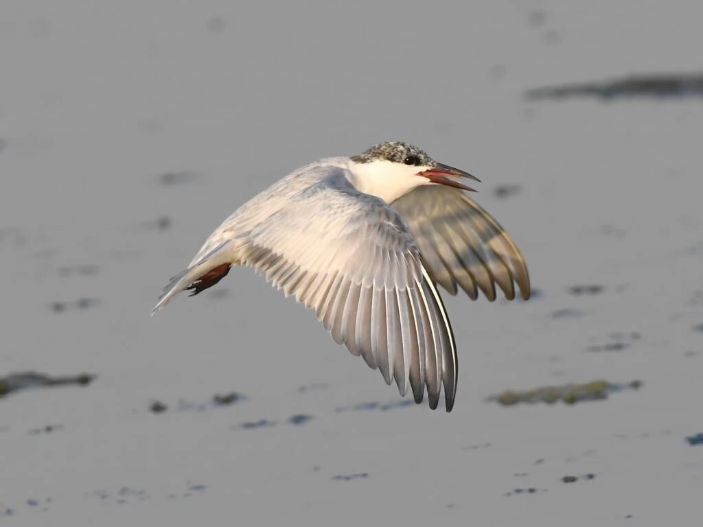 Whiskered Tern (Chlidonias hybrida), Alice Springs Sewage Ponds © Dorothy Latimer