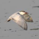 Whiskered Tern (Chlidonias hybrida), Alice Springs Sewage Ponds © Dorothy Latimer