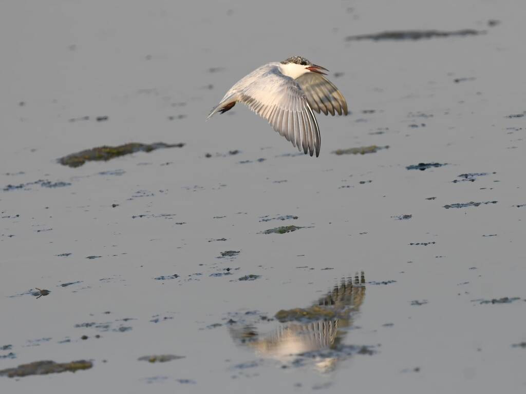 Whiskered Tern (Chlidonias hybrida), Alice Springs Sewage Ponds © Dorothy Latimer