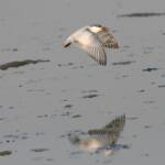 Whiskered Tern (Chlidonias hybrida), Alice Springs Sewage Ponds © Dorothy Latimer