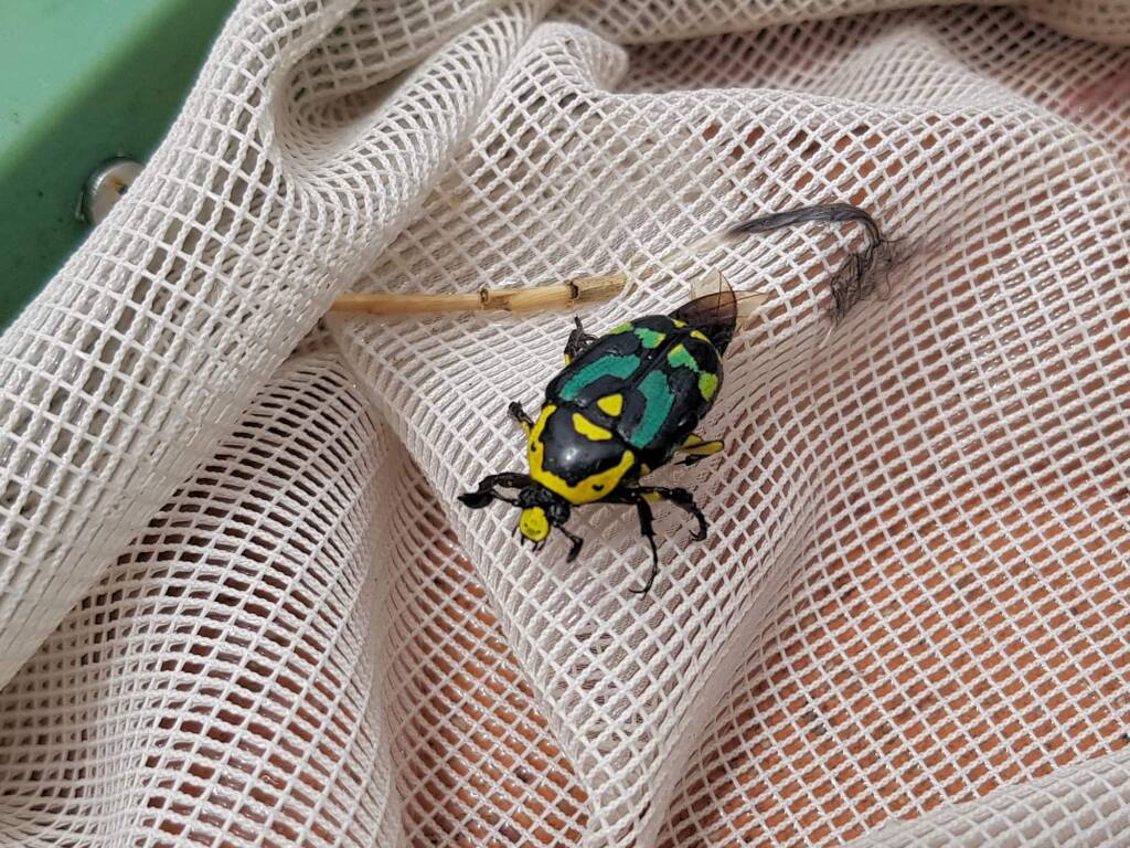 Chlorobapta frontalis (Flower Beetle), Alice Springs NT