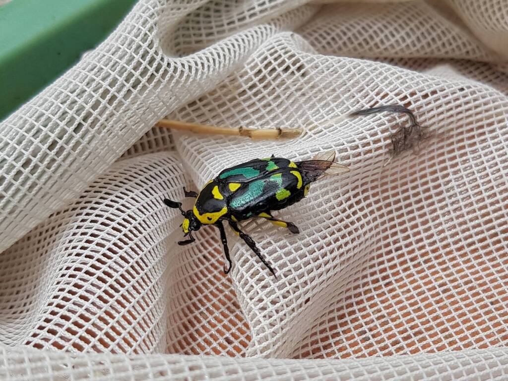 Chlorobapta frontalis (Flower Beetle), Alice Springs NT