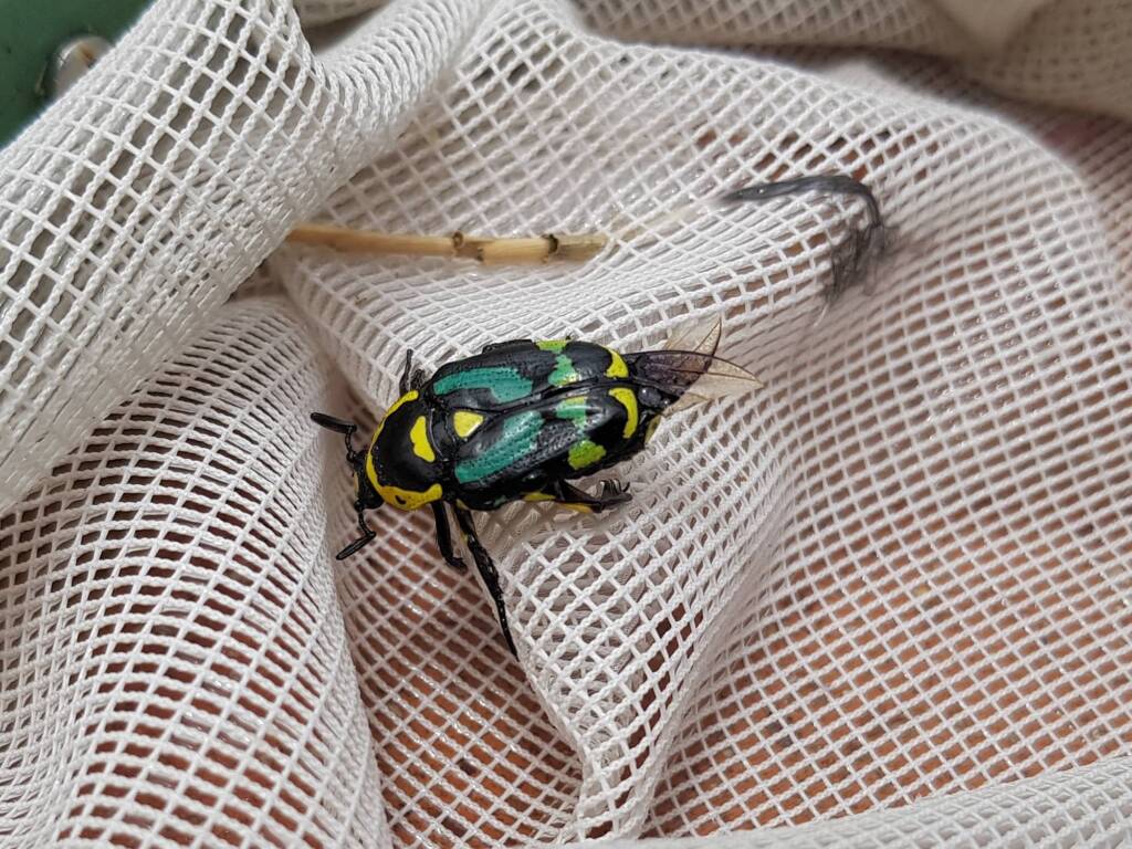 Chlorobapta frontalis (Flower Beetle), Alice Springs NT