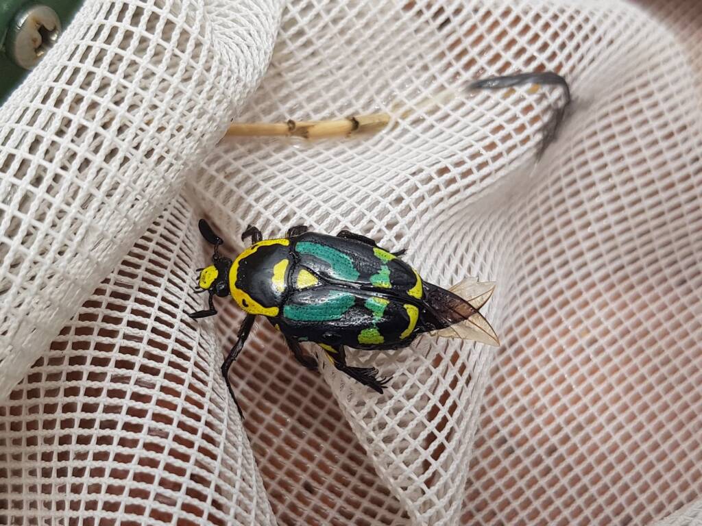 Chlorobapta frontalis (Flower Beetle), Alice Springs NT